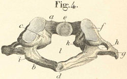 The bones of the trunk with the left scapula, seen from the front.