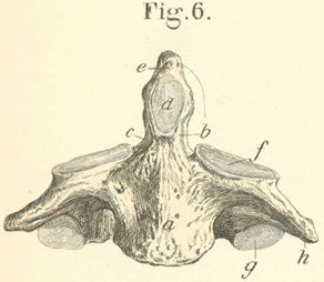 The second cervical vertebra, axis, seen from the front.