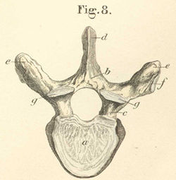 Thoracic vertetra