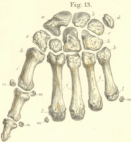 Carpal and metacarpal 
  bones seen from the posterior or dorsal surface.