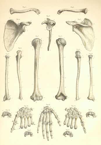 Bones Upper Limb