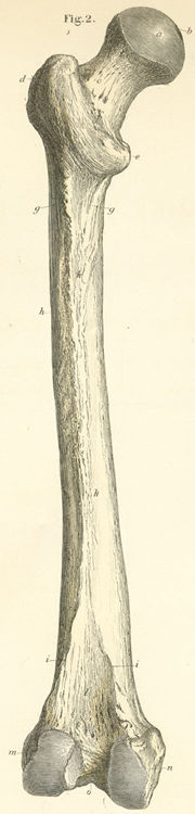 This figure is of the left femur (os femoris) from its posterior or dorsal surface.