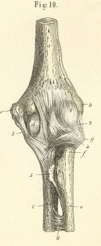 The ligaments of the left elbow joint, seen from the front