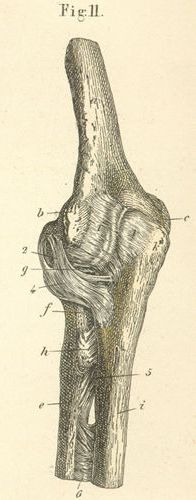 The ligaments of the left elbow joint, seen from behind