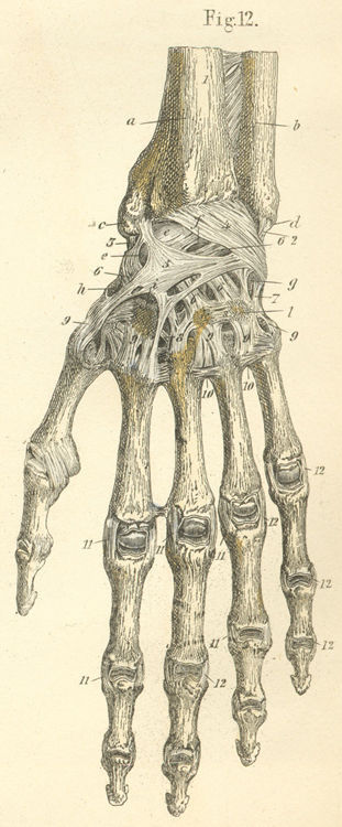 Ligaments of the dorsal surface of the left hand.