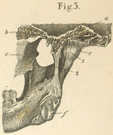 The medial ligament of the right mandible.