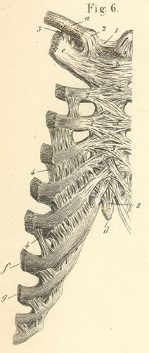 The ligaments of the thorax seen from the outer or ventral surface