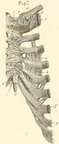The ligaments of the thorax seen from the inner or dorsal surface