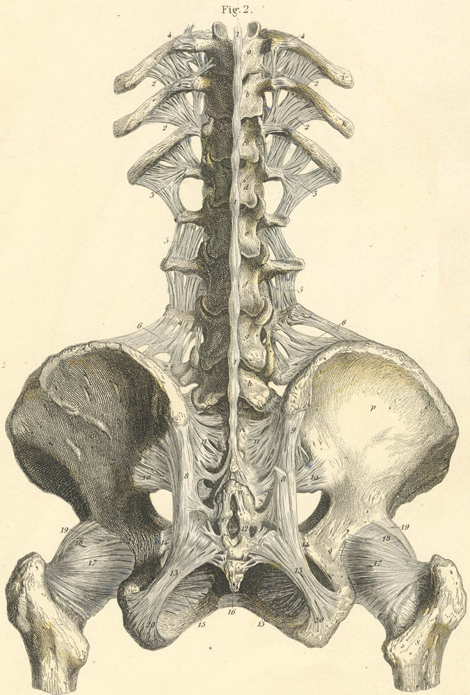 Ligaments of the lower part of the spine, and of the pelvis with the head of the femur