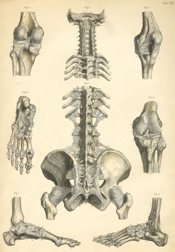 Plate 8: Ligaments of the vertebral column, pelvis, and lower limb.
