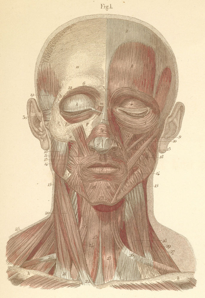Superficial face and neck muscles, seen from the front