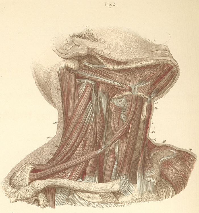 Neck muscles, on the right side of the neck