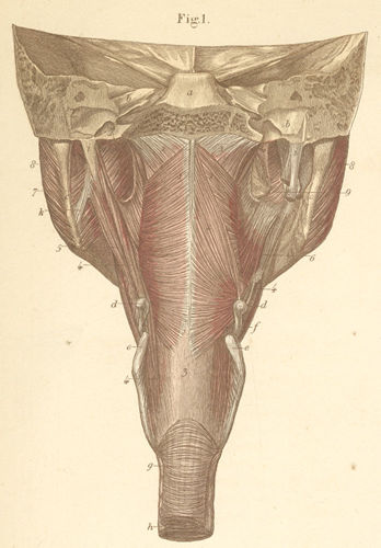 Muscles of the (mandible), seen from behind
