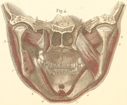The masseter muscle of the posterior surface of the mandible