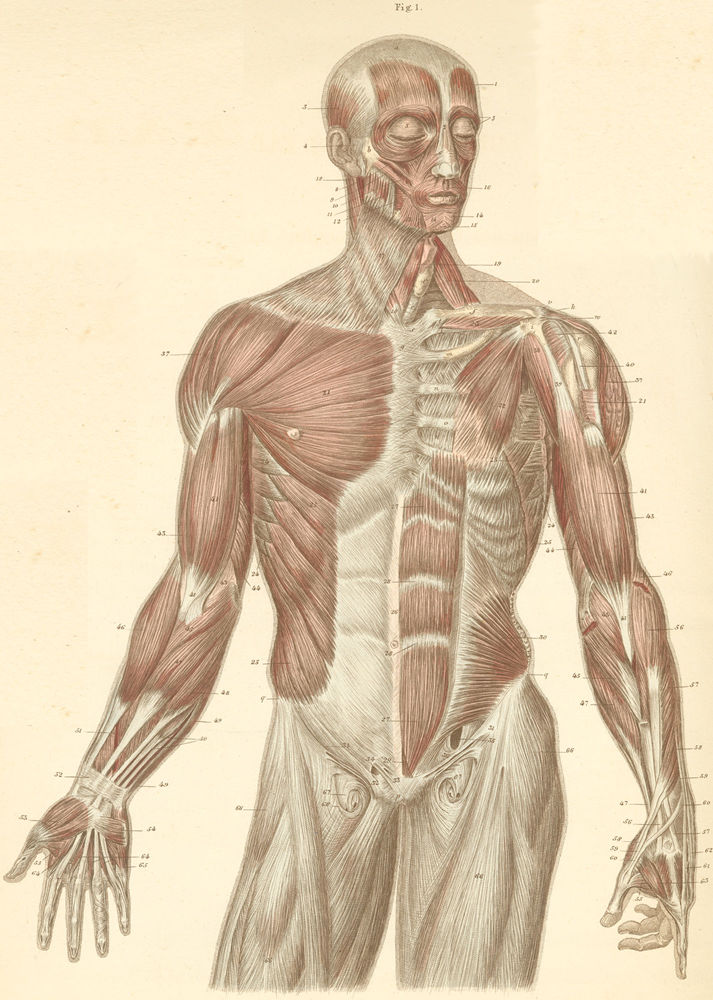 Head, trunk, and arm muscles, at the anterior surface of the body