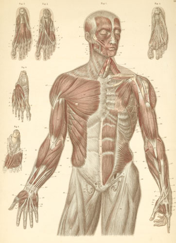 Anatomical Arm