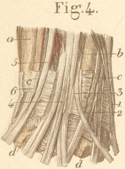 Tendons and tendon sheaths on the dorsum of the right hand