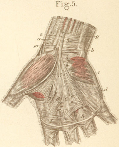 Volar surface of the right hand with its palmar fascia (palmar aponeurosis)