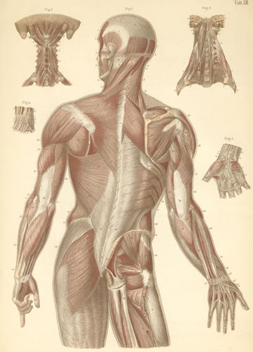 Plate 12: Muscles of the torso and arms.
