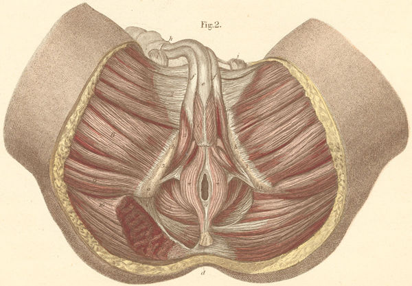 Muscles of the male perineum and anus
