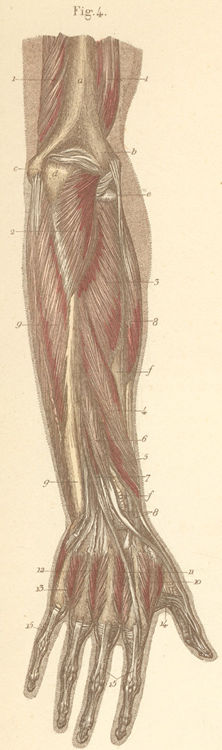 Deep forearm and hand muscles on the dorsal surface