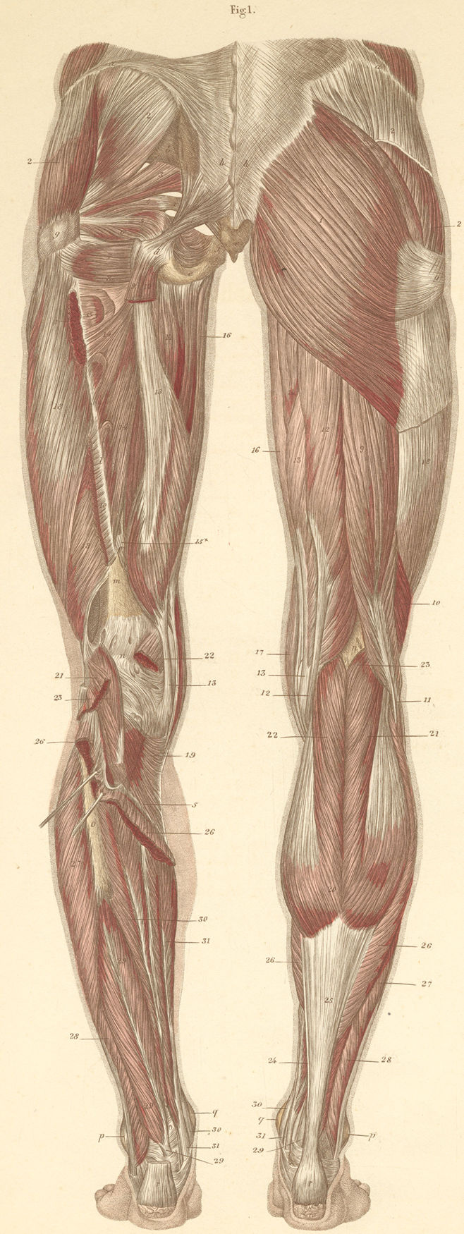 The superficial and deep muscles of the posterior surface of the pelvis and the thigh and leg