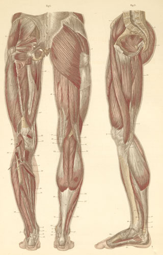 A Human Leg