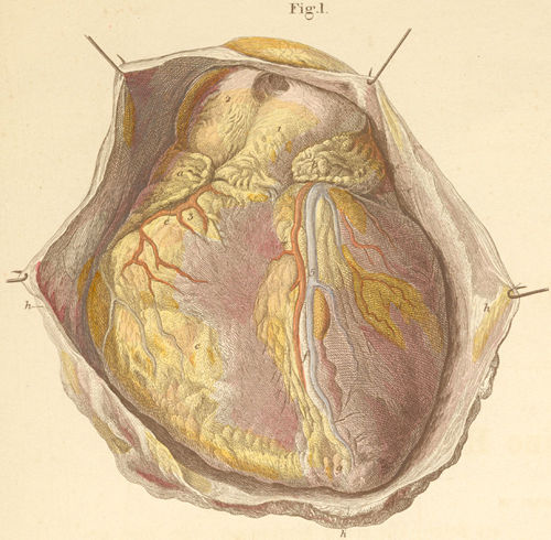 The intact heart seen from the anterior surface lying in the opened pericardium