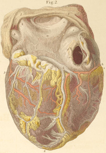The intact heart seen from its dorsal surface, with the pericardium removed