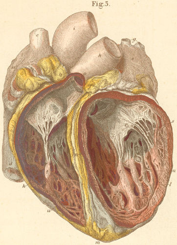 The heart seen from the anterior surface with opened heart chambers