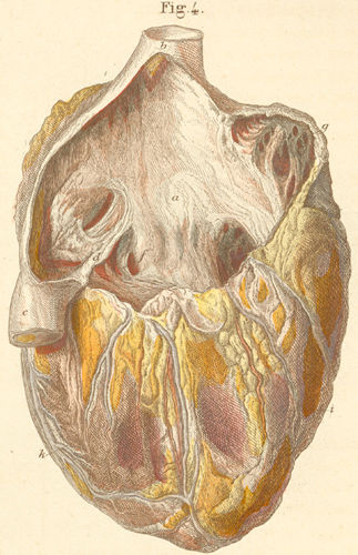 The heart seen from the right side with opened right vestibule