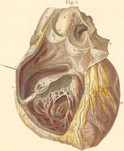 Right heart chamber, opened from its anterior surface