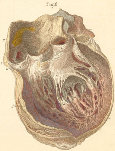 The left heart chamber, opened anteriorly