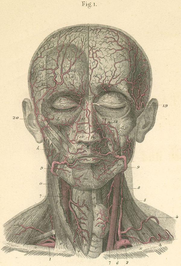 The arteries of the face and the anterior surface of the neck