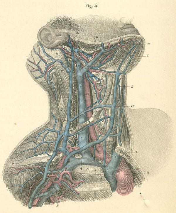 Arteries and veins of the right side of the neck