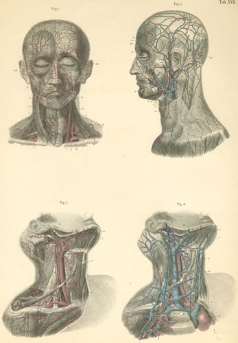 Plate 17: Blood vessels of the neck and head.