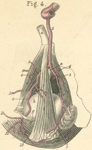 Ophthalmic artery and its superficial branches