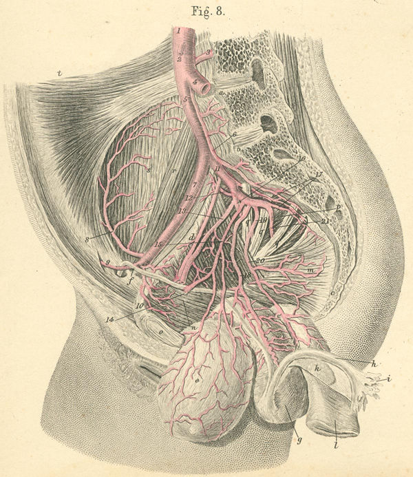 pelvic artery