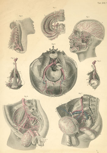 Plate 17a: Arteries of the head, neck and pelvis.