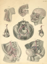 Plate 17*: Arteries of the head, neck and pelvis.
