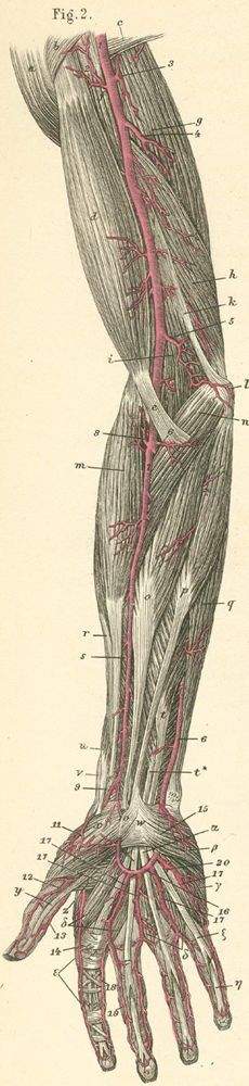 Overview of the arteries of the flexor side of the arm, forearm and hand