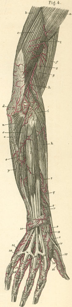Arteries of the dorsal surface of the arm, forearm and hand.