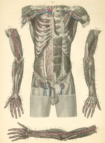 Plate 18: Arteries of the upper limb, torso and the vessels of the proximal thigh.