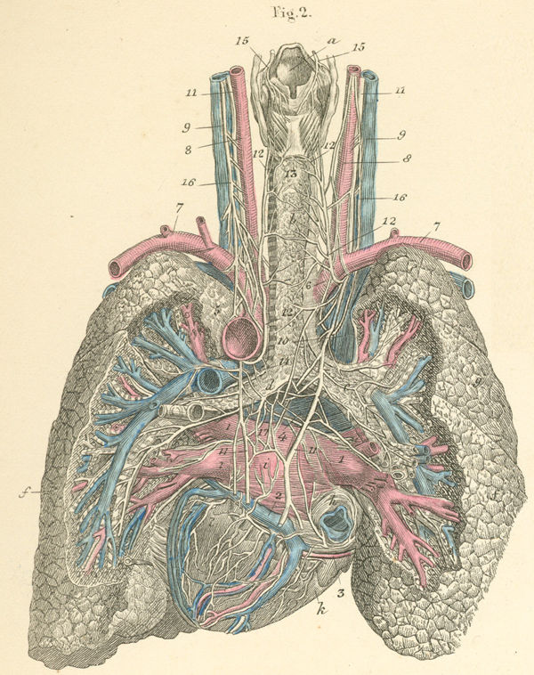 The heart and lungs seen from behind