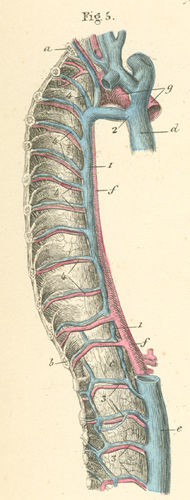 The vertebral column seen on the right side