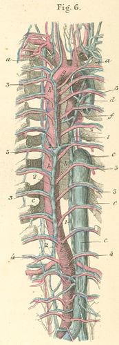 The great blood vessels alongside the thoracic and lumbar vertebrae