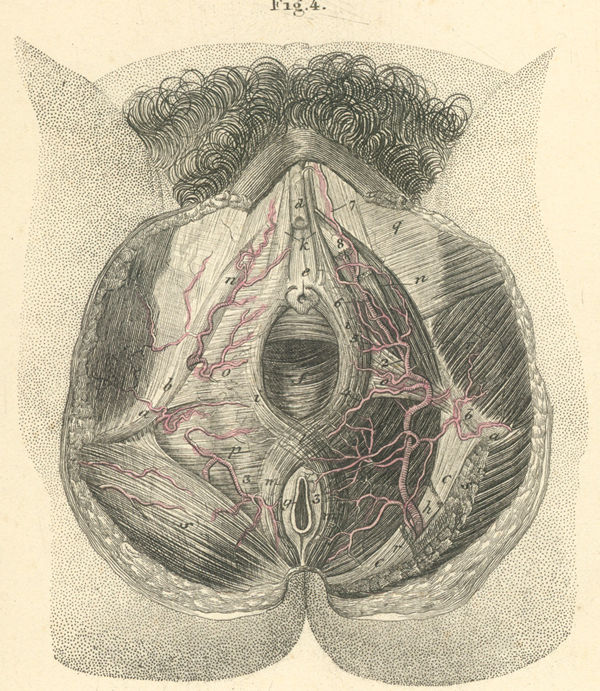 Arteries and muscles of the rectum and the female perineum