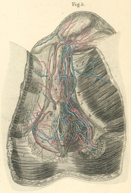 Blood vessels and muscles of the male perineum