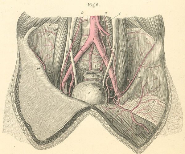 Arteries of the pelvis and hypogastric region in males