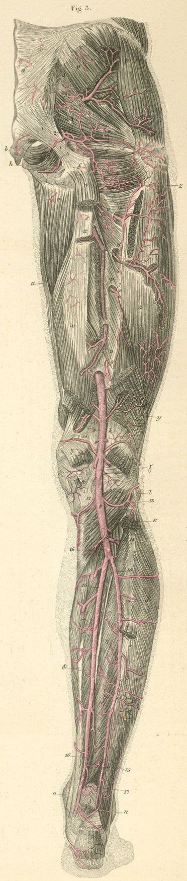 Arteries of the posterior surface of the pelvis and (right) thigh, leg and foot